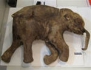 Juku mammoth might have killed people, driving off the lions