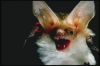 The fungus-killer bats could come to America from Europe - scientists