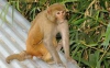 Social status affects the monkeys of their genes