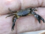Japanese scientists have created a computer that runs on crabs