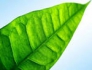 A revolution in the energy sector: the scientists created an artificial leaf