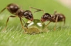 Ants-handers have a better understanding of each other (Automatic translation)