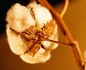 Genetically modified cotton increased biodiversity