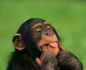 The presence of a person makes monkeys more likely to be treated