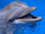 Scientists have discovered a new page in the evolution of delfinovUchenye opened a new page in the evolution of dolphins (Automatic translation)