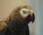 Grey Parrots showed uptake of three children
