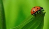 Evolution of plants is accelerated by insects