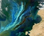 Plankton fed bypassing international moratorium