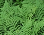 Fern was named in honor of Lady Gaga (Automatic translation)