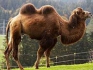 Biologists have decoded the genome of the first two-humped camel (Automatic translation)